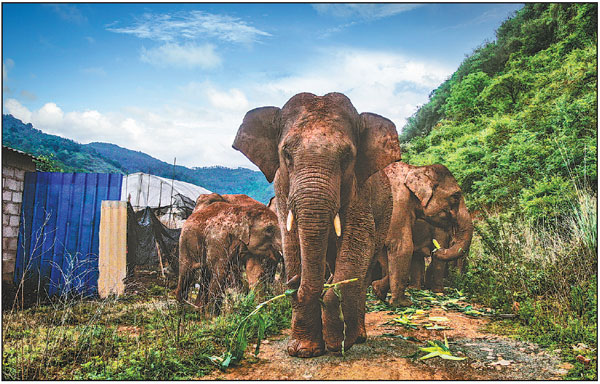 Elephants eat food provided by locals as they pass through the Xiyang Yi autonomous township in the Jinning district of Kunming, Yunnan province, on June 3.       Provided by Yunnan Forest Fire Brigade