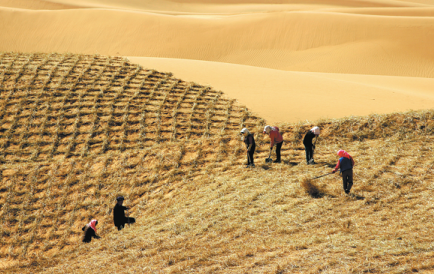 New tool, methods turn Ningxia deserts green - Chinadaily.com.cn
