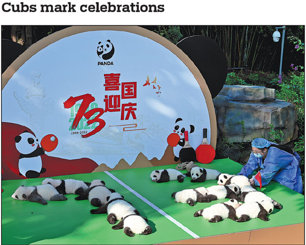 Thirteen giant panda cubs that were born this year make their first group public appearance on Wednesday at the Chengdu Research Base of Giant Panda Breeding in Sichuan province. The event was held to mark the 73rd anniversary of the founding of the People's Republic of China and the upcoming World Team Table Tennis Championships in Chengdu. The base has successfully bred 15 panda cubs this year, including four pairs of twins.He Haiyang/for China Daily