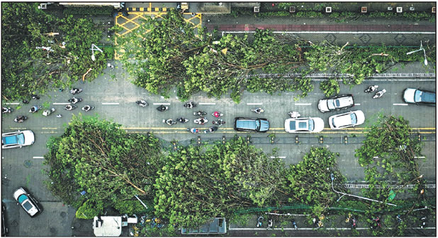 Vehicles negotiate a road covered in uprooted trees on Saturday in Haikou, Hainan province, after Super Typhoon Yagi barreled through parts of southern China on Friday.       Zhang Mao / For China Daily
