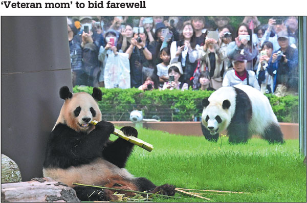 Giant pandas Rauhin (left) and Saihin are exhibited outdoors for the last time at the Adventure World theme park in Shirahama, a resort town in Japan's Wakayama Prefecture, on Sunday, before being returned to China. Adventure World announced on April 24 that it will return all four giant pandas in captivity at the park to China around the end of June. The four pandas are 24-year-old Rauhin, the first panda born at Adventure World, and 8-year-old Yuihin, 6-year-old Saihin and 4-year-old Fuhin, all females born to Rauhin, who has given birth to a total of 10 pandas and is well-known as a "veteran mom".Yomiuri Shimbun/Ap